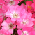 Różowy  - Róże rabatowe polianty - Orléans Rose